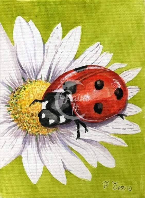 ladybird