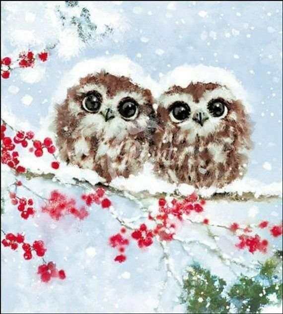 Winter owls